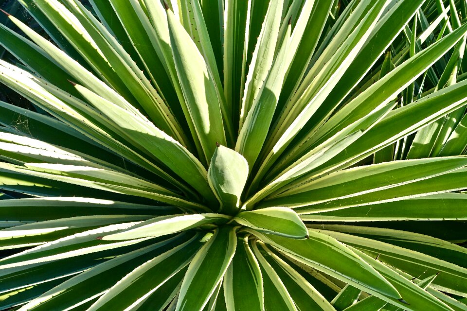Organic botany leaves