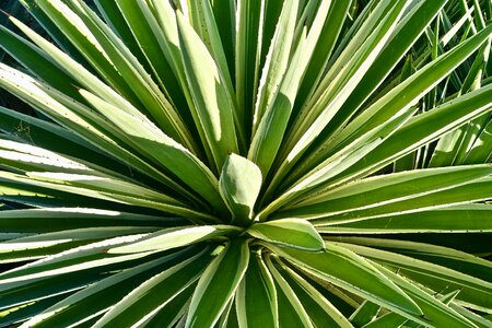 Organic botany leaves