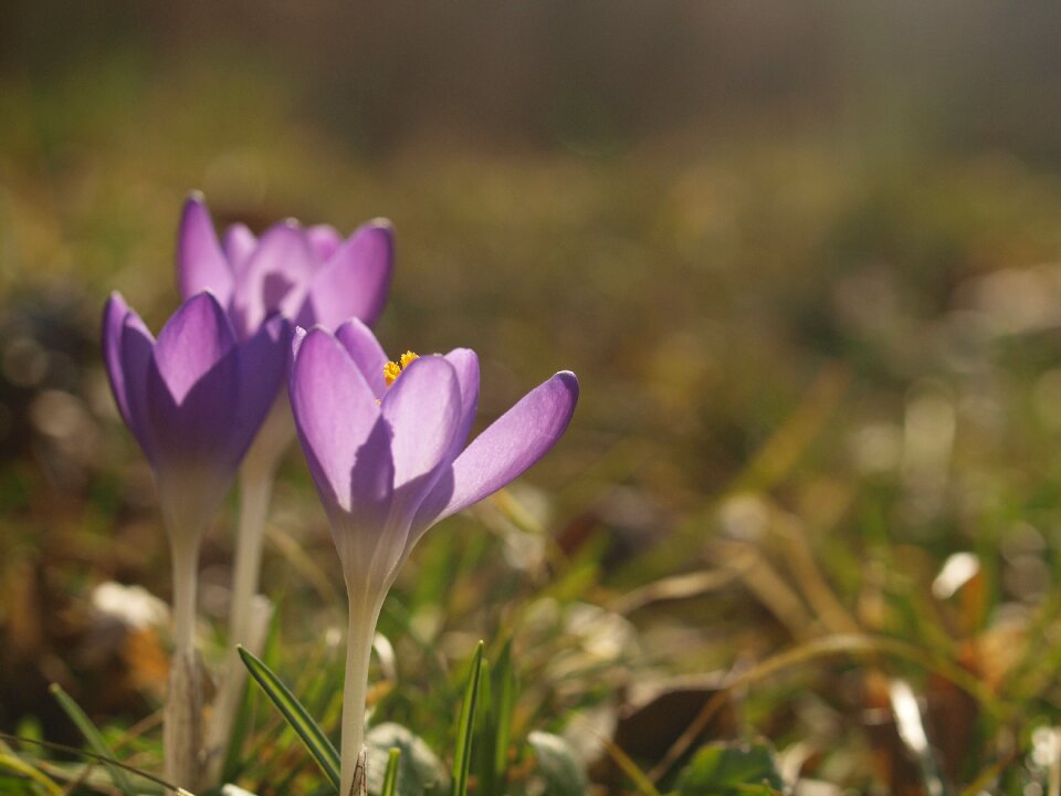 Flower violet purple flowers