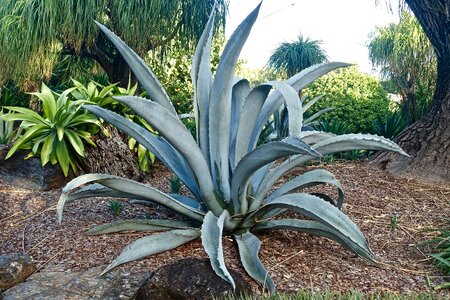 Spiny organic botany