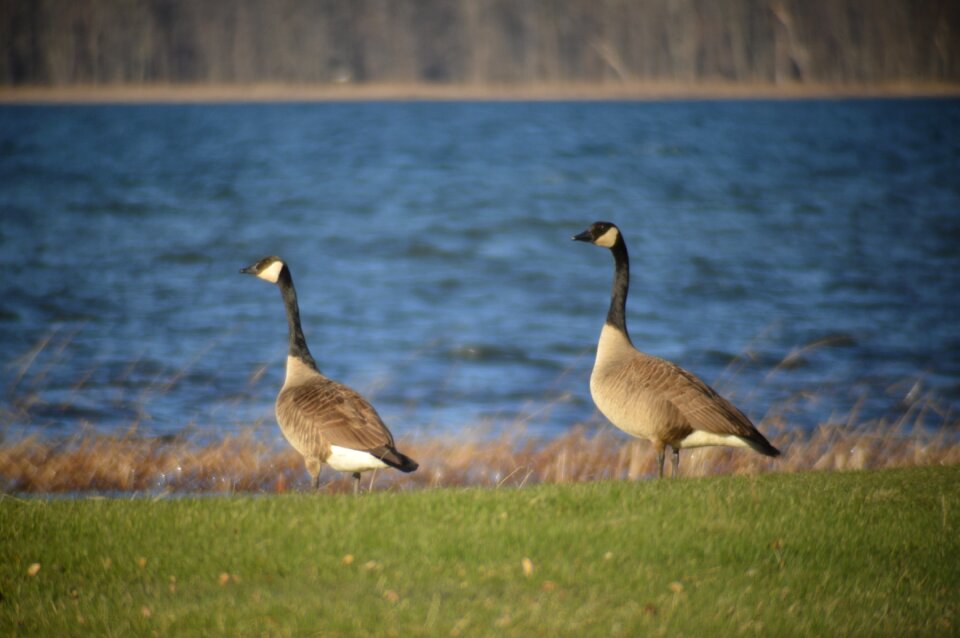 Wildlife bird nature
