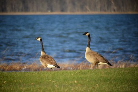 Wildlife bird nature