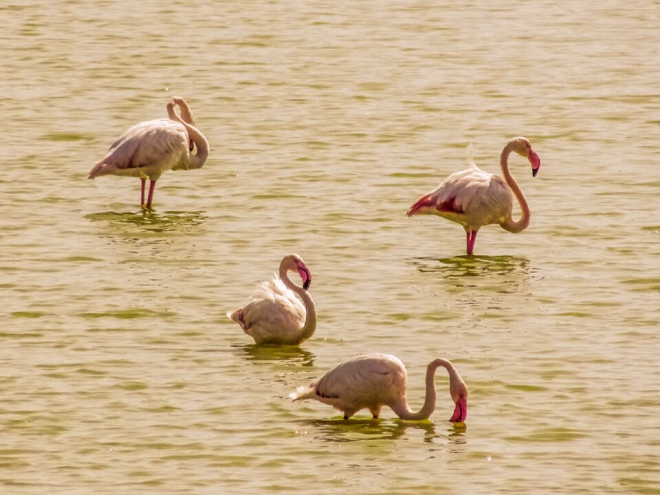 Nature wildlife bird