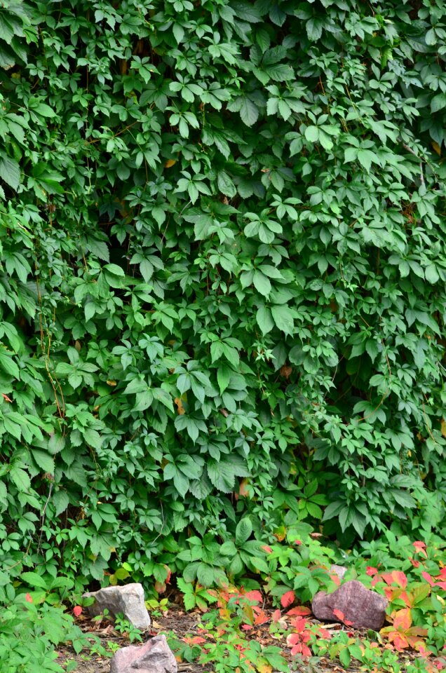 Wall plant leaf photo