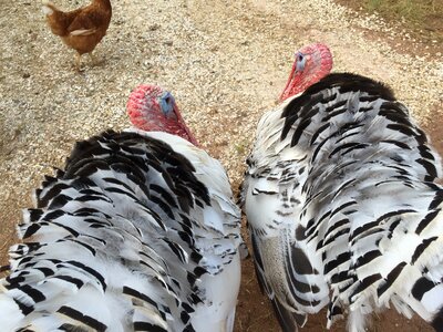 Male gobbler animal
