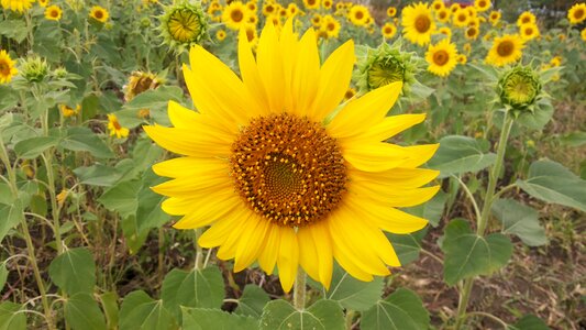 Flowers yellow sunflower