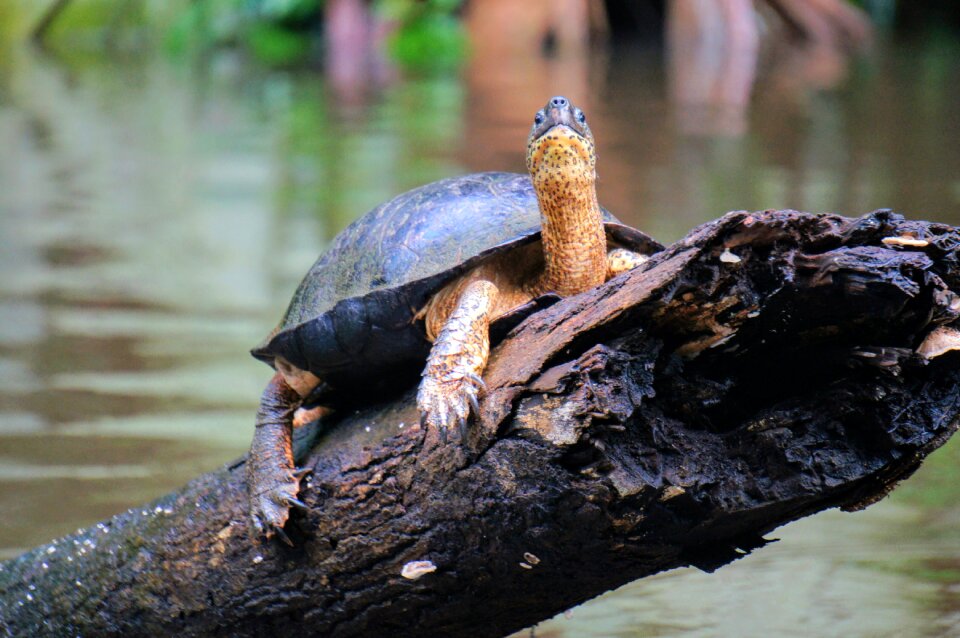 River tortuguero