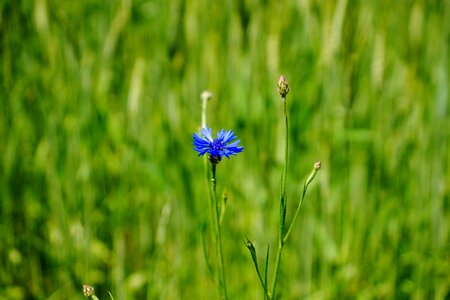 Lonely green meadow