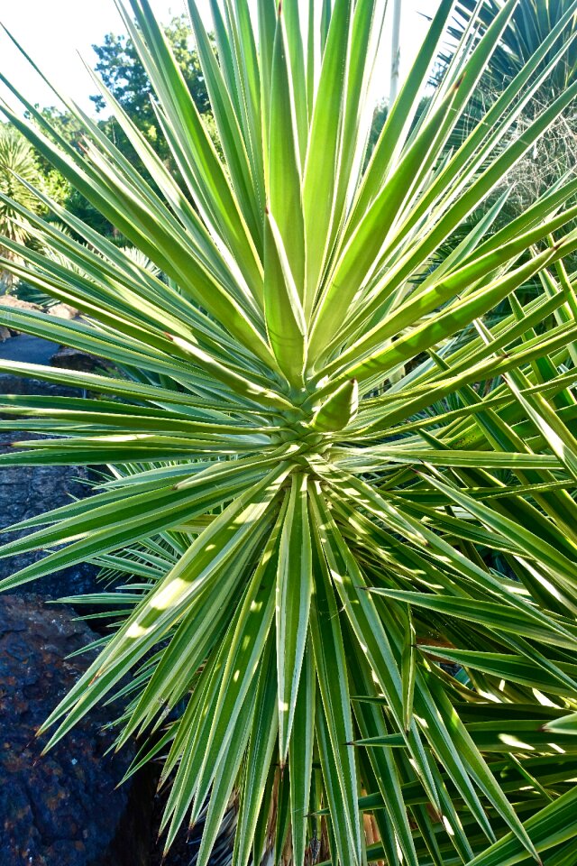 Organic botany leaves