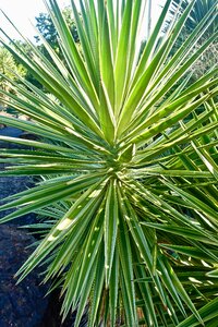 Organic botany leaves