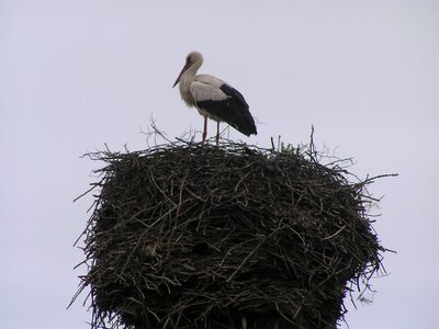 Stork nest sky
