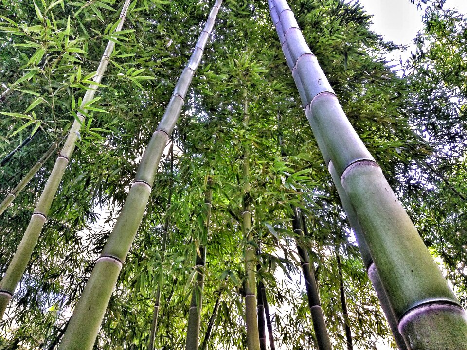 Spring green outdoors