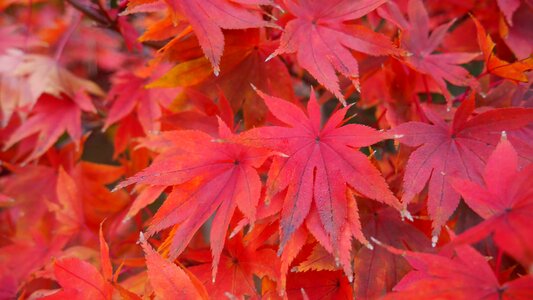 Peaceful red tree red peace