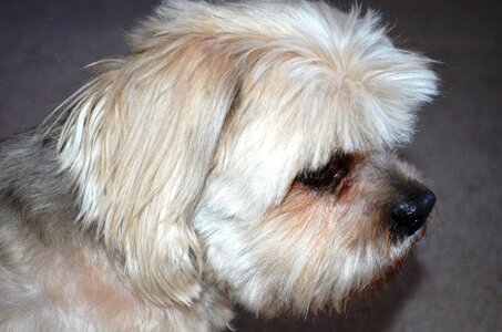 Purebred animal cute
