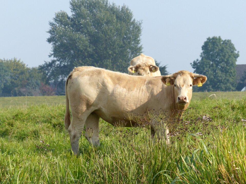 Cows pasture beef