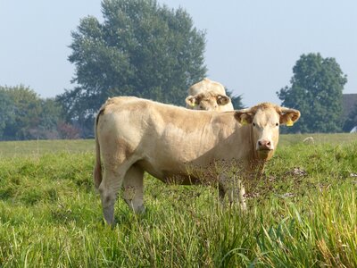 Cows pasture beef