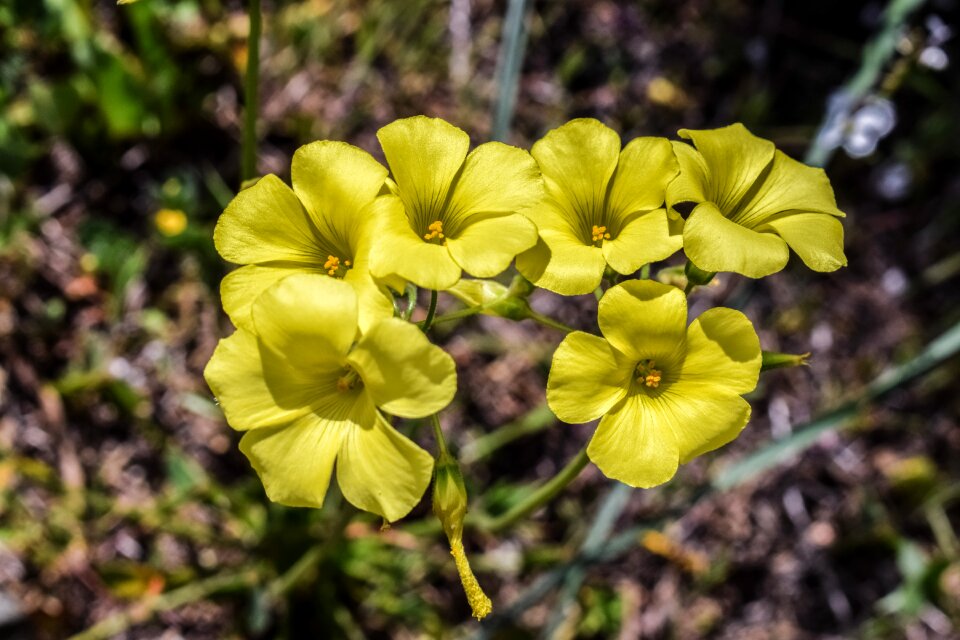 Field meadow bloom