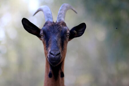 Black pet horns photo