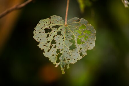 Shape valentine texture