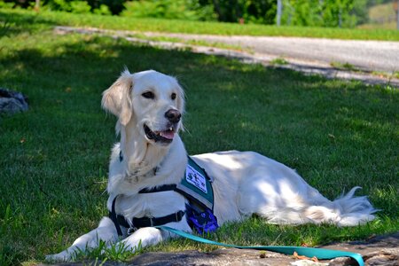 Care purebred working dog