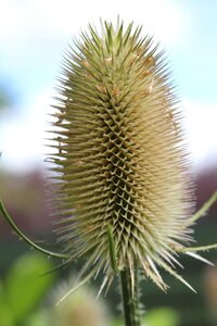 Wild flower prickly garden photo