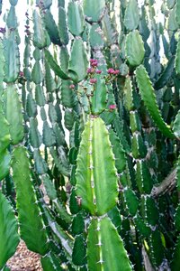 Organic botany leaves