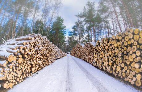 Logs cutting down