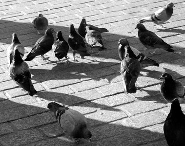 Feeding black and white birds photo