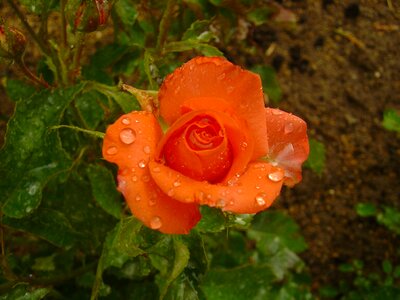 Orange roses rain droplets ornamental plants