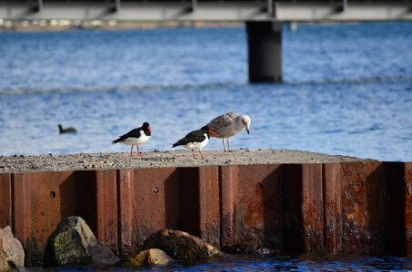 Baltic sea animal port photo