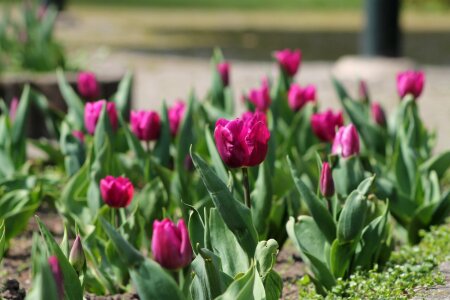 Violet nature garden