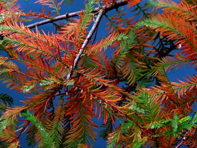 Needles autumn colored
