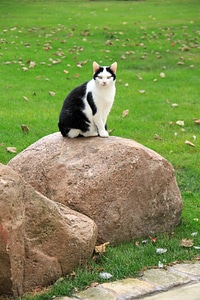Grass green rock
