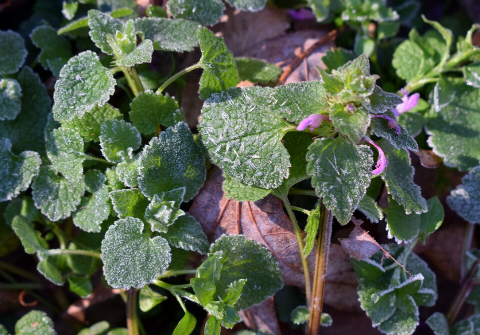 Foliage plant