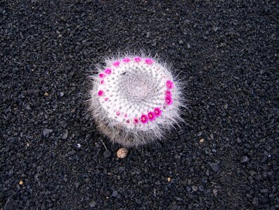 Cactus blossom bloom