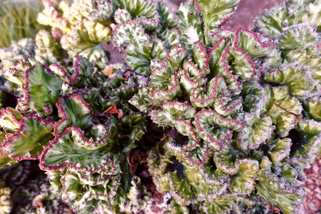 Organic botany leaves