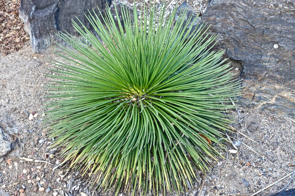 Organic botany leaves