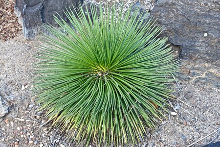 Organic botany leaves