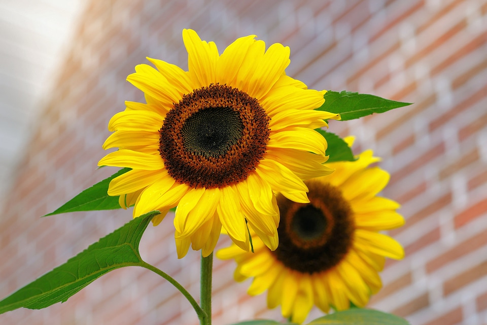 Yellow colorful helianthus annuus