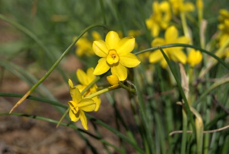 Flowers daffodil photo