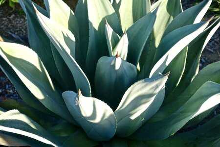 Organic botany leaves