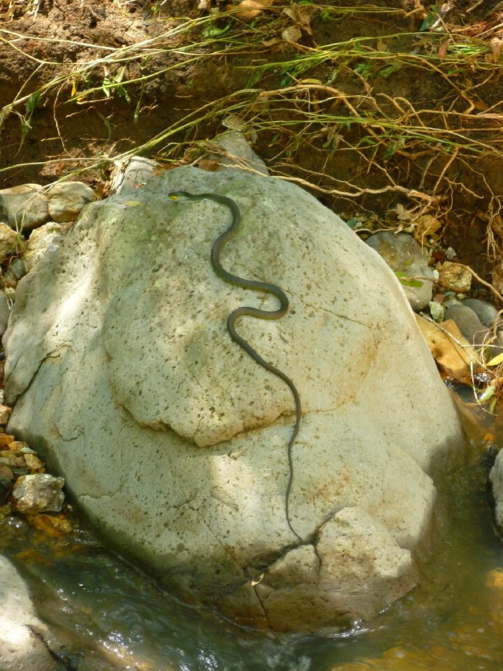Bush serpent wildlife