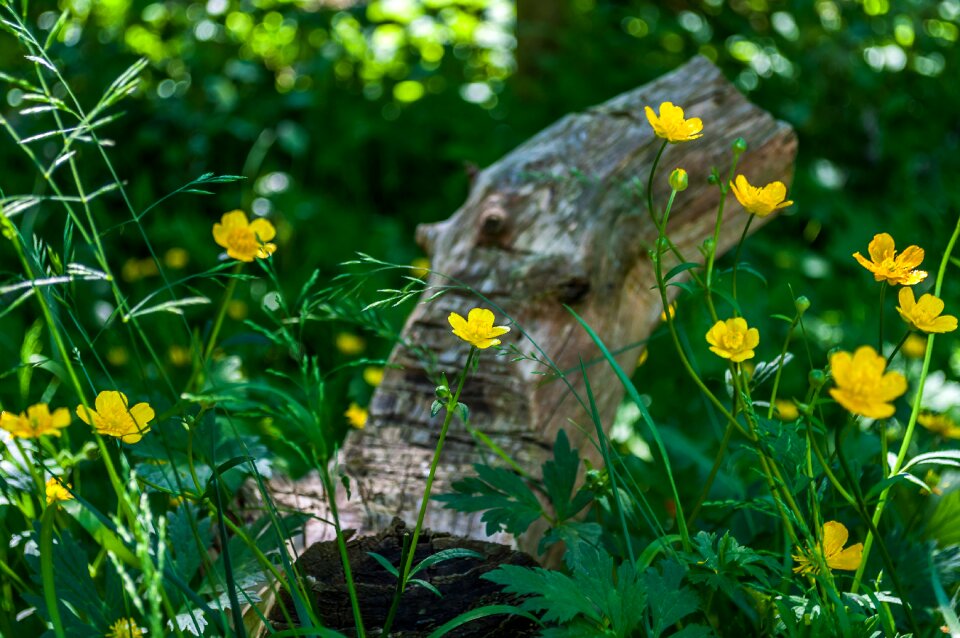 Green forest meadow