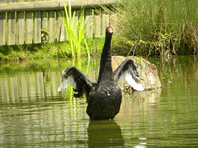 Swan nero pond