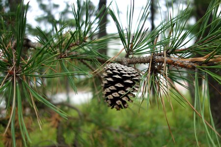 Pine cone pine wood