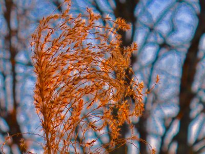 Plant grass natural photo