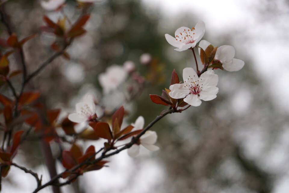 Plum blossom samuume spring