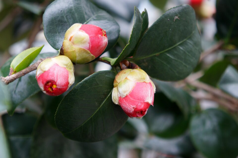 Red flowers nature close up