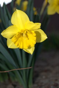 Spring yellow photo