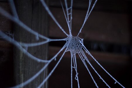 Frost spider web photo
